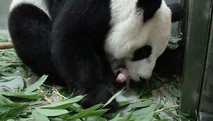 Panda Juan Juan su savo jaunikliu