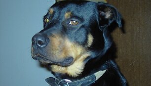 Rafikas