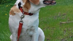 Anabelė