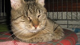 Meli