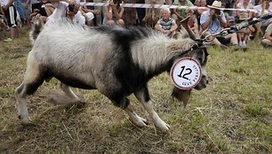 Konkurse dalyvavo trylika ožkų.