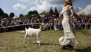 Konkurse dalyvavo trylika ožkų.