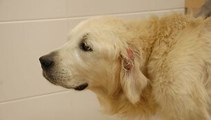 Pirmasis Auksytės vizitas pas veterinarus