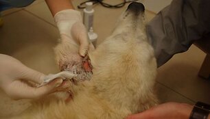 Pirmasis Auksytės vizitas pas veterinarus