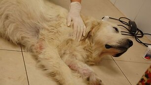 Pirmasis Auksytės vizitas pas veterinarus