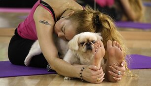 Instruktorė Suzette Ackermann atlieka jogos pratimą su savo pekinų veislės kalyte Snowball.