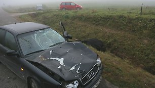 Automobilis „Audi“ po susidūrimo su karve