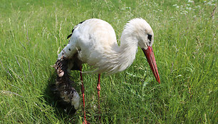 Pakelėje pagalbos laukiantis sužeistas gandras