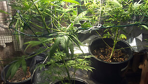 Kanapių auginimo laboratorija