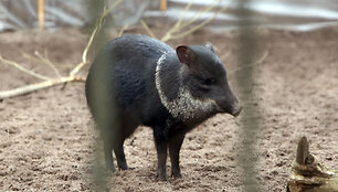 Naujasis zoologijos sodo sezonas pradėtas