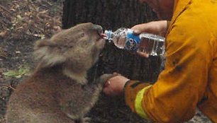 Gelbėtojai teikia pirmąją pagalbą Australijos gyvūnams