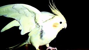 Feitas