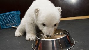 Zoologijos sodo auklėtinė ragauja šunų maisto.