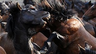 „Rapa Das Bestas“ – laukinių arklių sutramdymo šventė Galicijoje Ispanijoje.