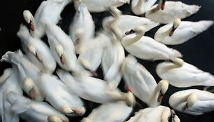 Gulbės