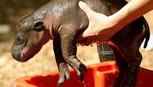 zoologijos sodo darbuotojai  kruop&scaron;čiai rūpinasi &scaron;iuo begemotuku
