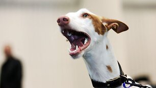 &Scaron;uo Skubis tapo pirmuoju gyvūnu pasaulyje, liudijusiu žmogžudystės byloje.