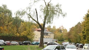 Pabudę nuo pjūklo keliamo triuk&scaron;mo, Auk&scaron;taičių gatvės gyventojai i&scaron;vydo savo kieme it malką apgenėtą didelį žaliavusį medį.