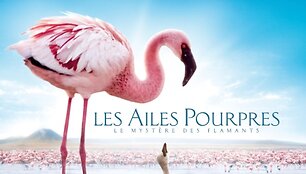 Filmas: Purpurinis sparnas: Flamingų paslaptis