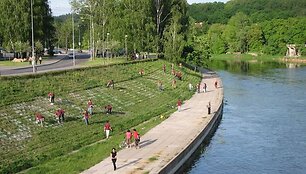 &bdquo;Dainų &scaron;ventės&ldquo; savanoriai jau pasižymėjo, į kurias vietas &scaron;e&scaron;tadienį reikės susodinti gėlių kerus.