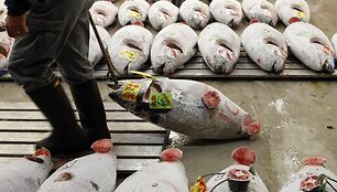 Tsukiji žuvų turgus