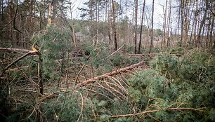 Stipraus vėjo padariniai Vilniaus mieste ir apylinkėse