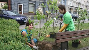 Vokiečių gatvės pėsčiųjų alėjoje &scaron;e&scaron;tadienį sužydo alyvų krūmai.