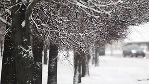 Žiemi&scaron;ki orai vis labiau įsitvirtina.