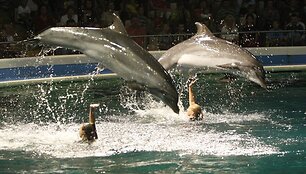 Delfinariumas