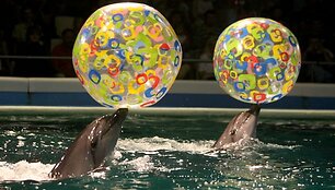 Delfinariumas