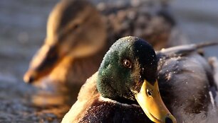 Žiemos &scaron;altį i&scaron;gyvenančios antys džiaugiasi neuž&scaron;ąlančiu vandens telkiniu.