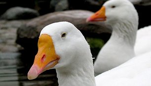 Berlyno zoologijos sodas – vienas lankomiausių turistų objektų