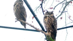 Berlyno zoologijos sodas &ndash; vienas lankomiausių turistų objektų
