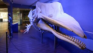 Vandenų gyvūnams Diuseldorfo vandens zoologijos sode &bdquo;Eurovizijos&ldquo; kovos nerūpi