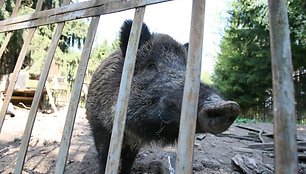 Greta šunų, kurie N.Žiūko teigimu yra jo, apleistame gyvūnų viešbutyje laikomi ir du šernai.