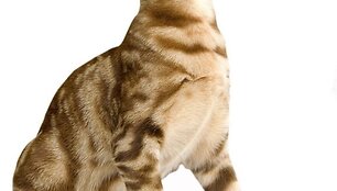 ocicat jpg arba chartreux jpg) Kačių parodoje Kaune bus galima i&scaron;vysti retų veislių gyvūnų. 