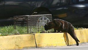 Paskiepytos ir sterilizuotos katės nekelia pavojaus aplinkiniams, nesidaugina.