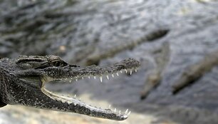 Krokodilas