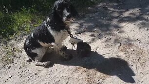 Žryrkelyje netoli Verknės aptiktas &scaron;uo