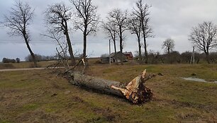 Uraganinis vėjas pajūryje vartė medžius