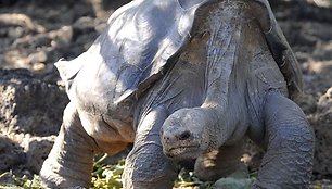 Vienišas Džordžas, vienas iš didžiųjų Galapagų salyno vėžlių.