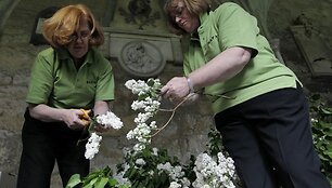 Vestminsterio abatija puo&scaron;iama alyvomis