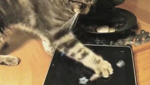 Katė žaidžia su &bdquo;iPad&ldquo;