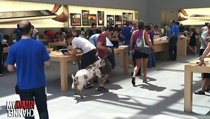 Komikas Markas Malkoffas į „Apple Store“ parduotuvę atsivedė ožką. 