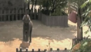 Kad pasiektų auk&scaron;čiau kybančių skanėstų, dramblys Kandula turėjo pats susirasti ir atsiridenti kubinę kaladę. 