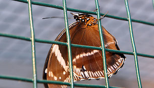 Kauno botanikos sode naujovė – drugelių lėliukių, kurios jau pradėjo nertis, kolekcija