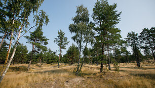 Naglių gamtinis rezervatas