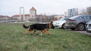 Kinologo Martyno Gustaičio dresuojama Mulan