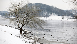 Paukščiai žiemą