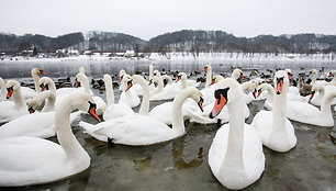 Paukščiai žiemą